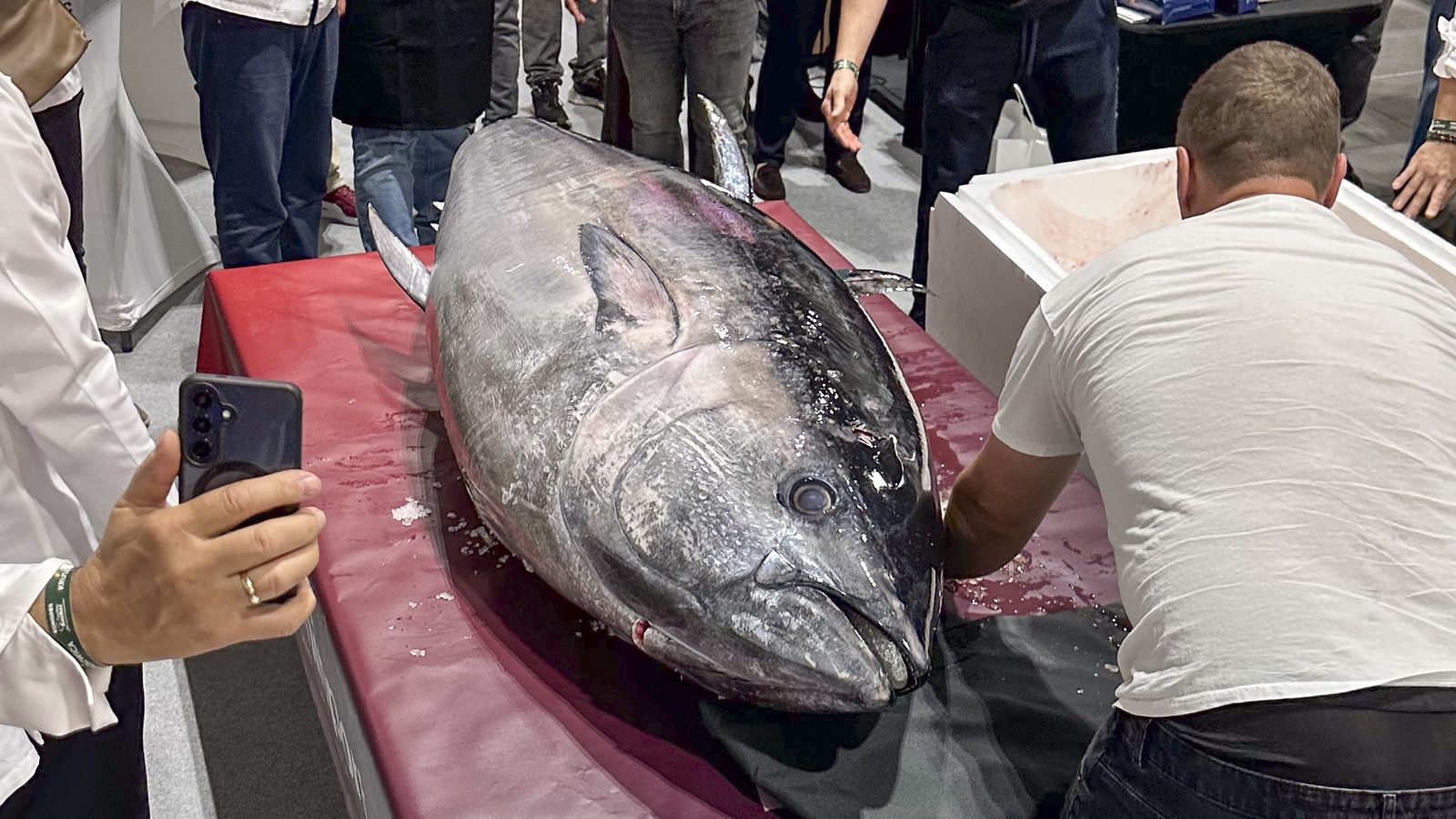 Tuńczyk ważący ponad 200 kilogramów podczas rozbioru na Kongresie Szefów Kuchni 2026